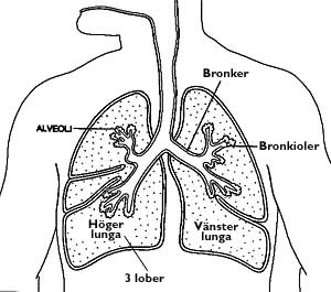 Lung 1