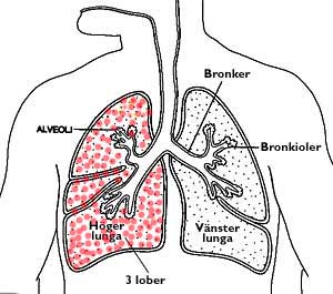 Lung 2